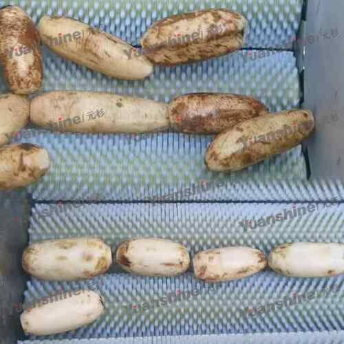 大蒜竹笋清洗机土豆去皮毛辊机喷淋式果蔬翻滚清洗机现货销售