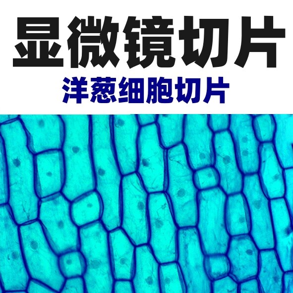 显微镜标本切片生物玻片洋葱表皮鳞片叶根横切根尖横切染色体装片