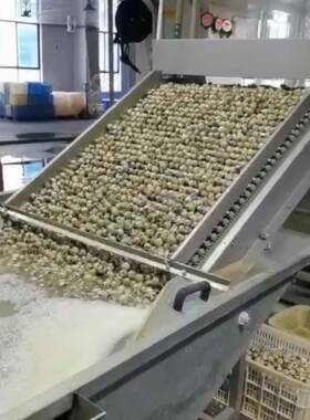 盐焗蛋制品预煮定心剥壳盐焗烘烤流水线 卤蛋盐焗烘烤流水线