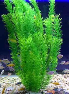 鱼缸里面的装饰品仿真水草水族造景假水草柔软水草花塑料水草绿色