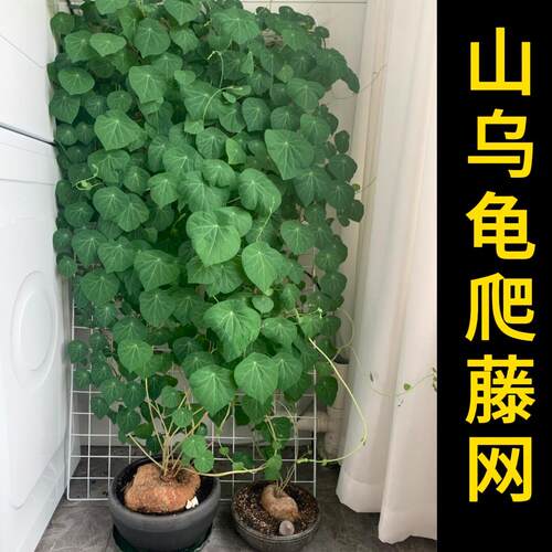 山乌龟爬藤架蝴蝶兰花盆花架专用网格花墙展示架月季蔷薇室内牵引