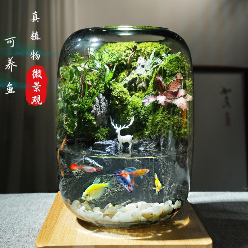 苔藓微景观生态瓶造景植物桌面摆件小世界森林可养鱼雨林生态鱼缸