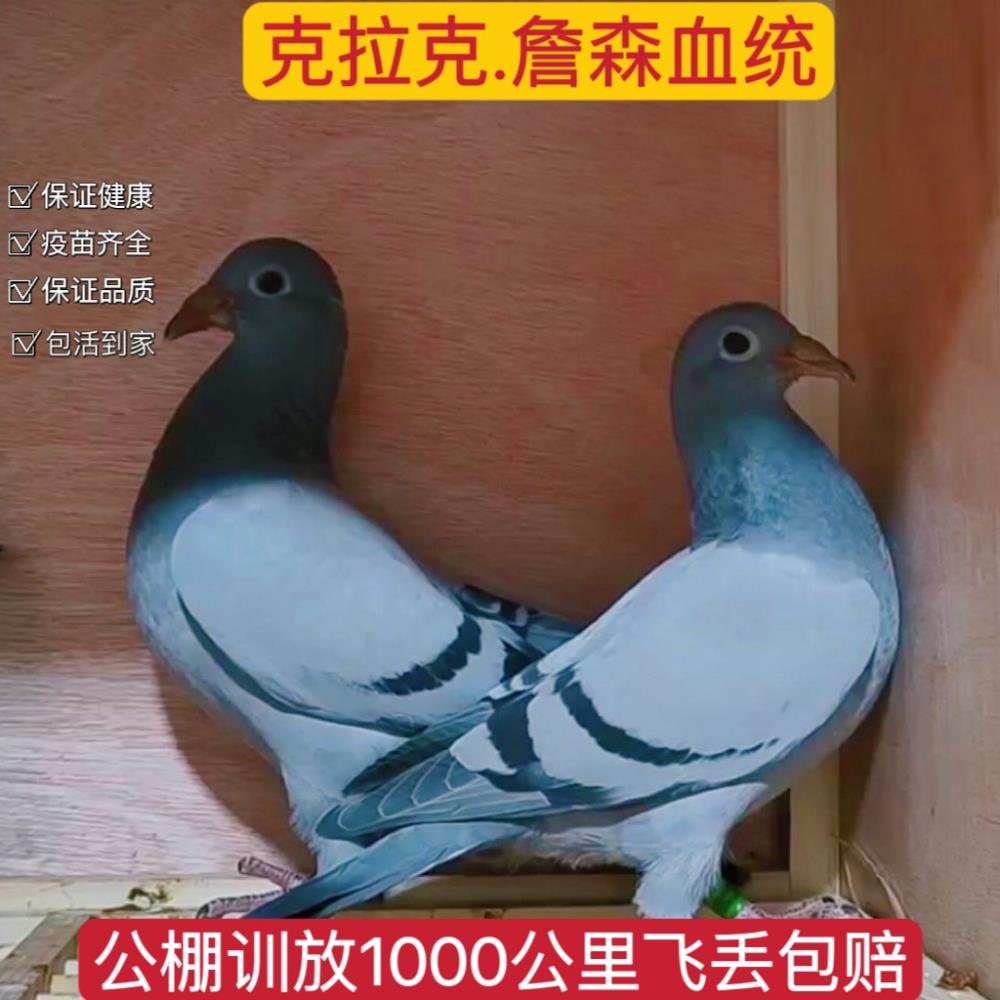 克拉克詹森血统千公里冠军赛鸽信鸟