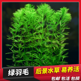 鱼缸造景阴性水草植物新手中后景淡水植物绿羽毛草狐尾草无需CO2