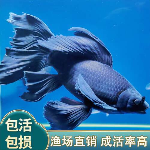 黑彗星黑色墨蝶蝴蝶鲤鱼锦鲤观赏鱼好养耐活黑草金风水鱼