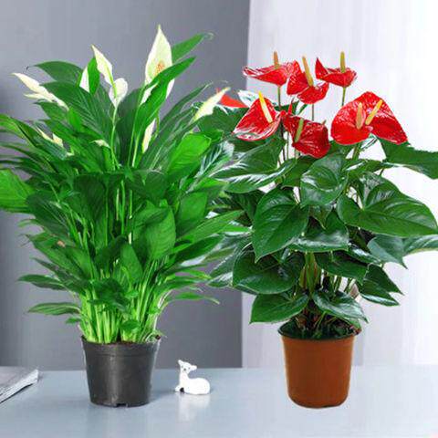 假花仿真盆栽红掌发财树装饰植物室内外客厅花塑料落地小盆景