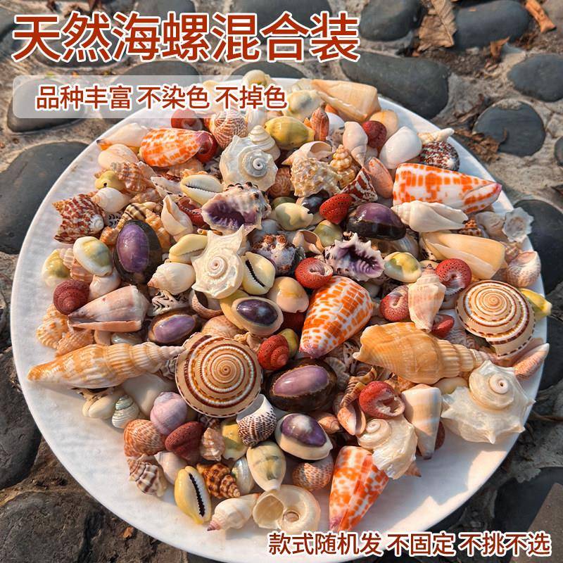 天然精品海螺混合装科七彩贝壳科普鱼缸装饰手工DIY饰品摆件礼物