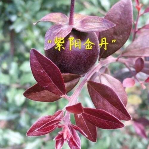 紫阳金丹金撢子品种嫁接苗中国红大红花生果镇园红观果熟桩逸源红