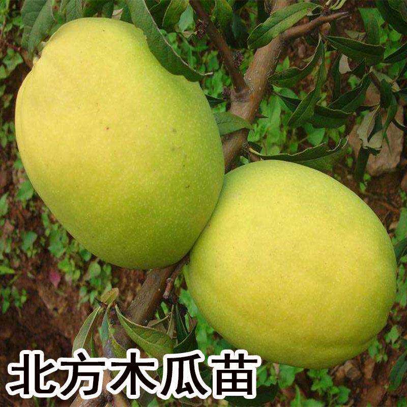 北方木瓜树苗天香光皮蒙山泡酒木瓜果树苗盆栽庭院树苗宣木瓜果苗