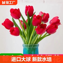 水培郁金香大种球水仙花种子花卉盆栽绿植物室内鲜花好养百合种球