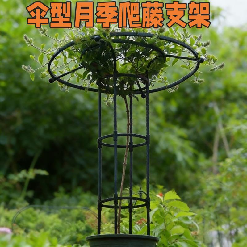 月季铁线莲伞形花架爬藤架铁艺支架阳台架子园艺专用支撑攀爬架