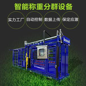 自动识别耳标计重数据无线上传牛羊养殖场全自动智能称重分群设备