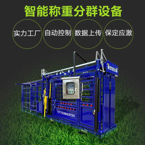 自动识别耳标计重数据无线上传牛羊养殖场全自动智能称重分群设备