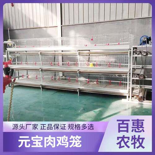 自动化元宝肉鸡笼框架式养鸡设备鸡舍改建肉鸡笼蛋鸡笼