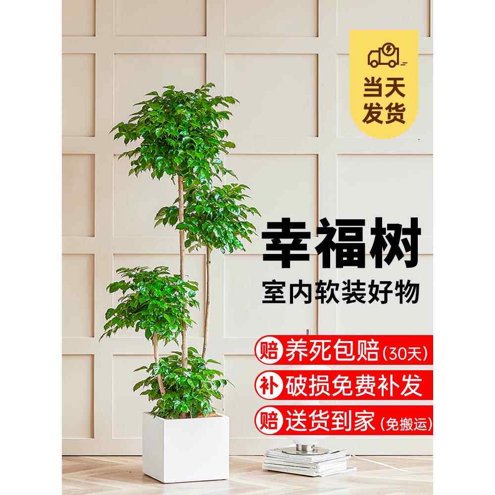 幸福树客厅盆栽大型绿植办公室好养盆景发财树新房除甲醛室内植物