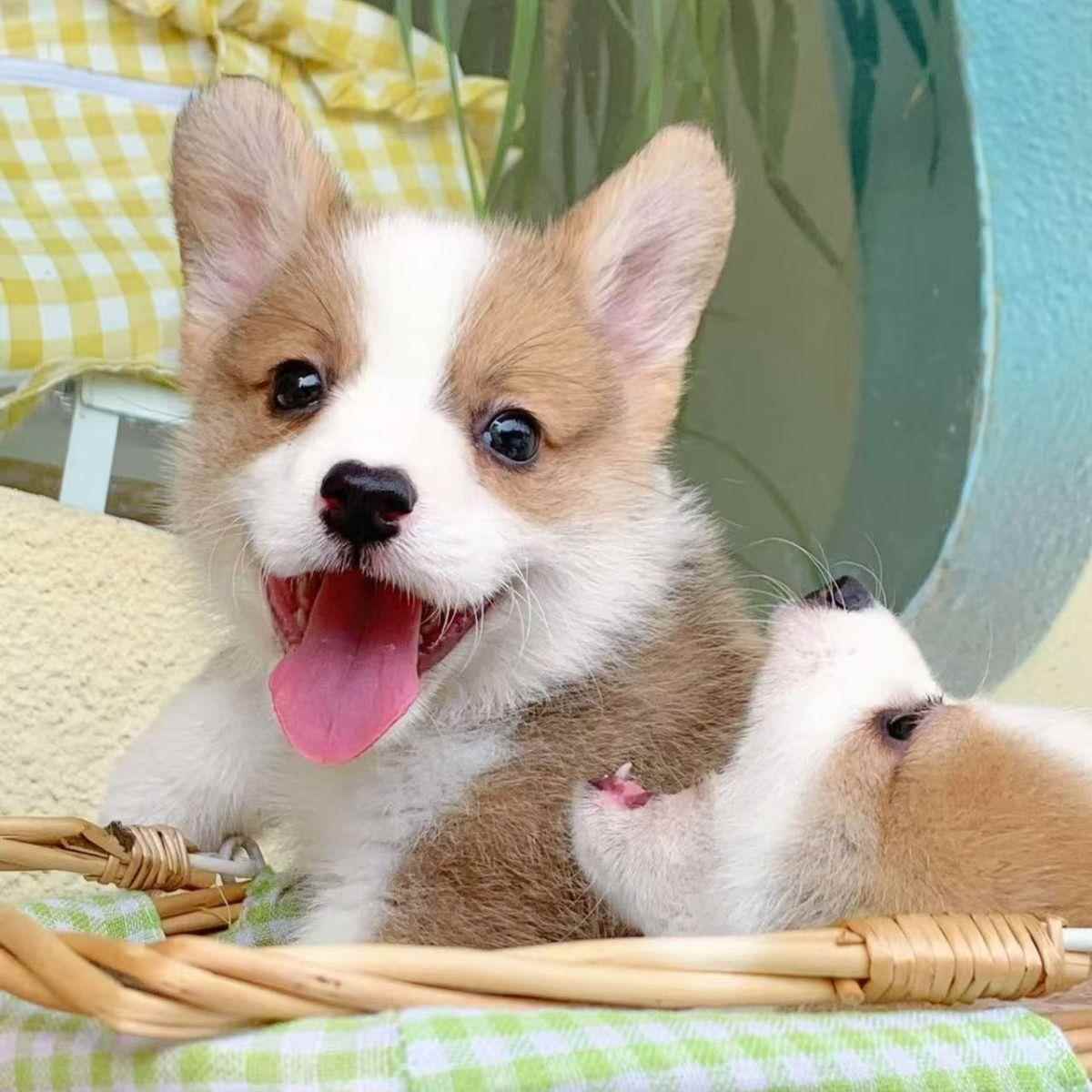 柯基幼犬陪伴包邮中小型伴侣犬犬不掉毛宠物狗双色便宜狗精品活体