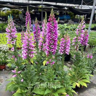 吊钟柳毛地黄盆栽庭院阳台花镜植物多年生宿根观花耐养宫殿花包邮