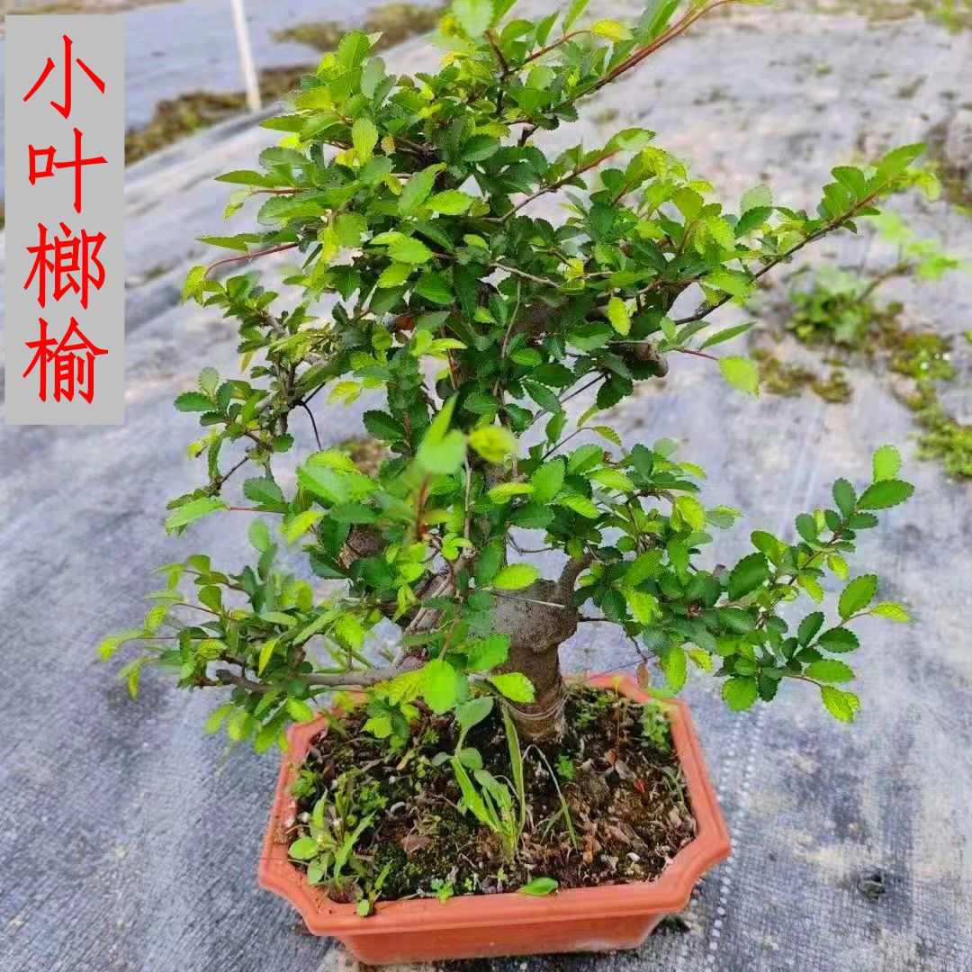 小叶榆树盆景造型老桩榔榆中式盆栽植物室内客厅桌面四季常青绿植