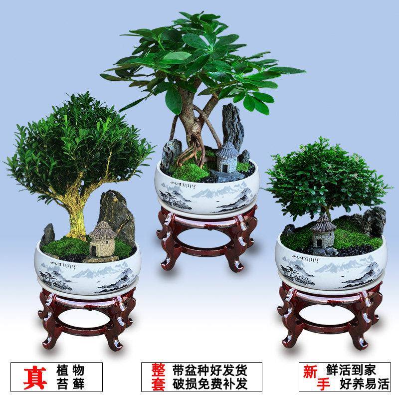 绿植花卉盆栽好养四季室内办公桌面小盆景七叶莲吸甲醛植物微景观