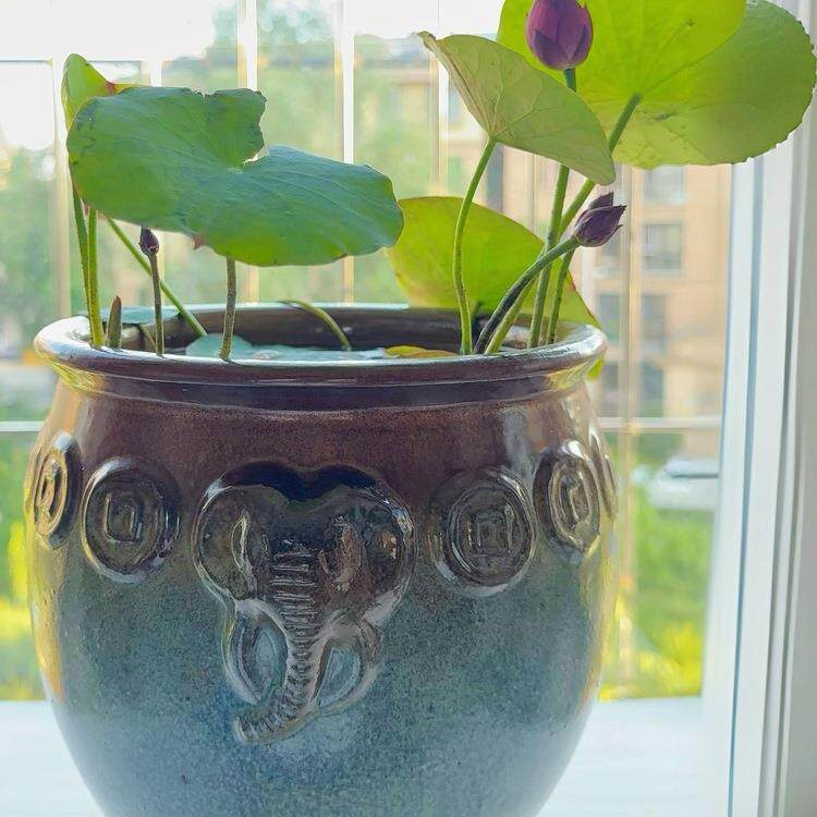 多款无孔盆碗莲容器睡莲大号水培花盆莲花水生植物陶瓷荷花鱼缸