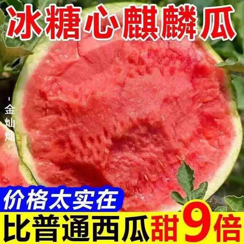 新鲜现摘麒麟超甜薄皮脆甜西瓜应季农家直发整箱无籽有籽新鲜水果