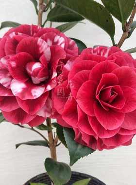 【红叶贝拉】茶花纯色花色黑贝拉紫色贝拉阳台盆栽花卉带花苞庭院