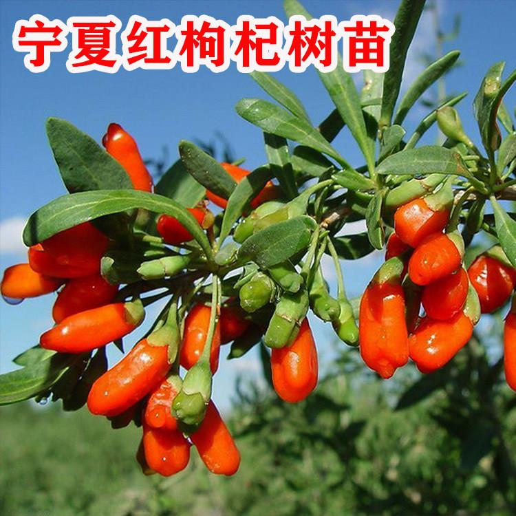 宁夏红枸杞树苗地栽食用枸杞子树苗南方北方盆栽地栽当年结果树苗图片