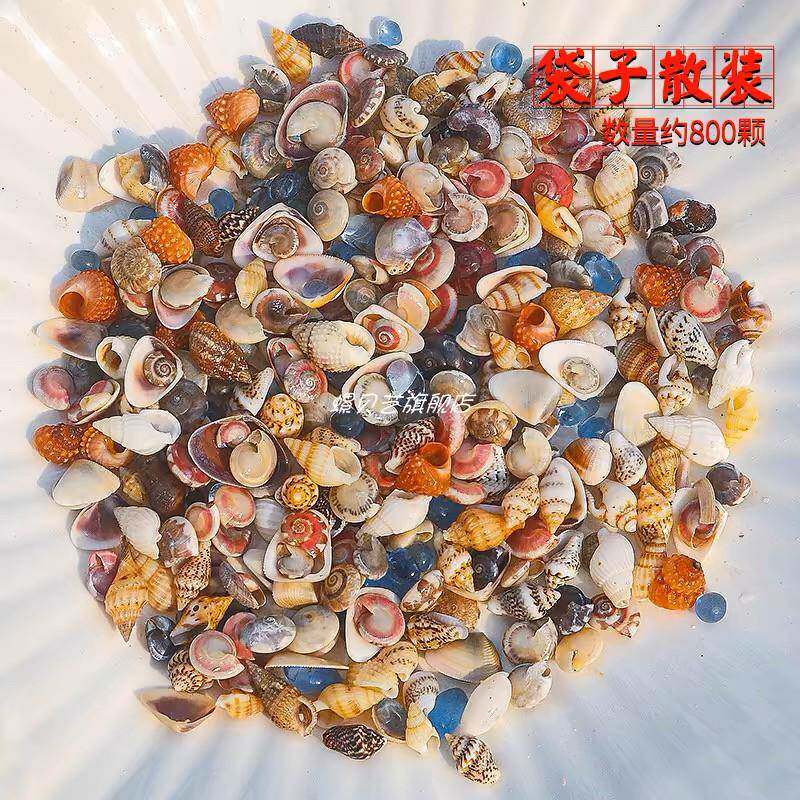 许愿瓶装6种超小海螺贝壳海星玻璃沙组合天然标本手工diy装饰摆件