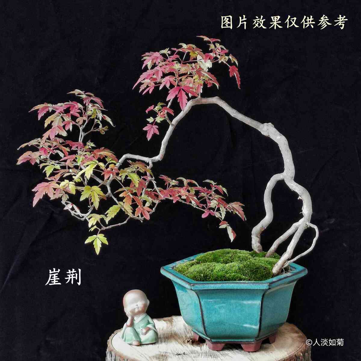 崖荆盆景素材根艺全冠定制（3）