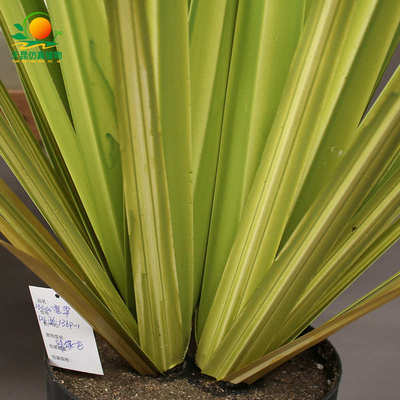 天红芦苇盆栽草地仿真网昆草树家居仿真假植仿真植绿物宽造景装饰