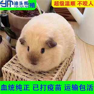 懒人小宠物好养干净家养荷兰猪活物已打疫苗豚鼠宠物活体宝宝天竺