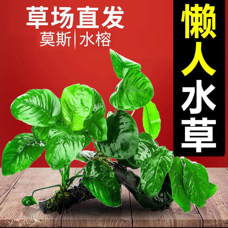 鱼缸水草植物活造景套餐水培阴性真草活鱼草沉木懒人氧莫斯水榕