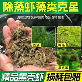 黑壳虾鱼缸水族箱水草清洁除藻工具淡水，观赏虾宠活体除藻虾