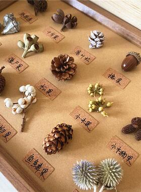标本类立体装饰画松果植物干燥花干果森系相框墙ins面桌面手工diy