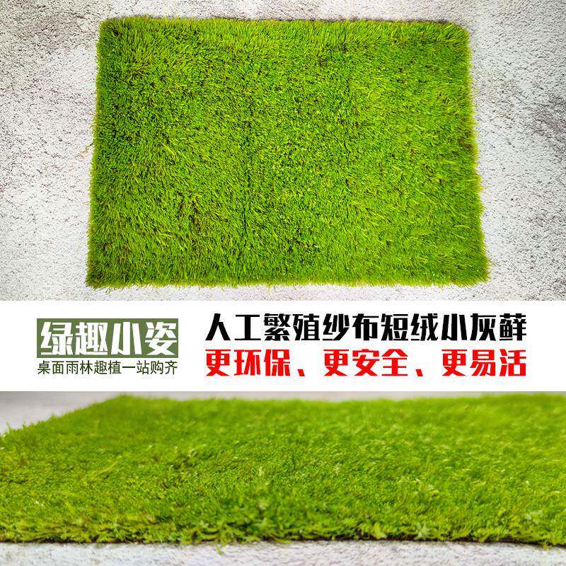鲜活人工繁殖苔藓微景观生态瓶水陆雨林缸造景大羽纱布短绒小灰藓