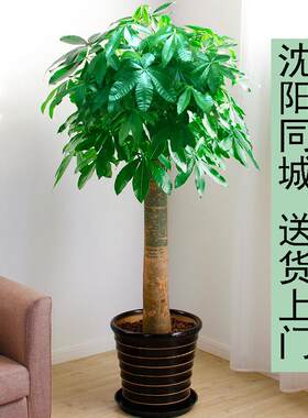 沈阳同城配送直杆发财树盆栽招财树室内大型绿植客厅办公室开业花