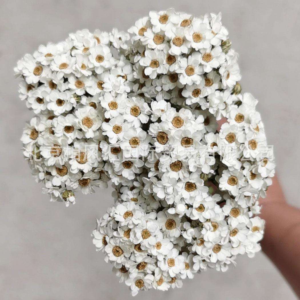 进口干花白梅小菊花天然植物拍照装饰插花花束