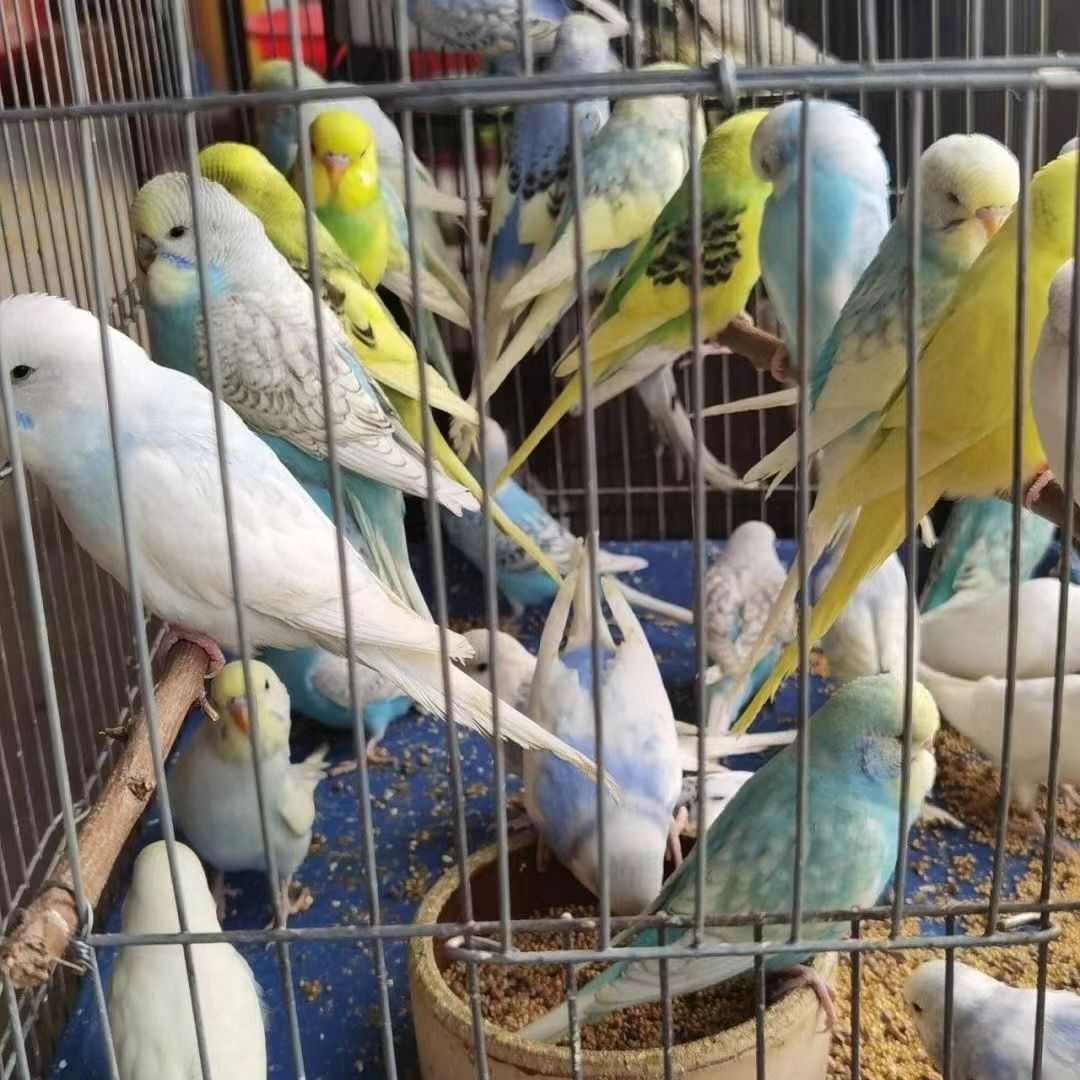 国血大头虎皮鹦鹉宠物鸟半毛幼雏鸟纯手养鸟金彩双金双显成年种鸟