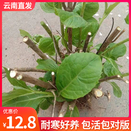 云南直发绣球花苗老桩无尽夏四季开花盆栽花卉植物室内花冬季耐寒