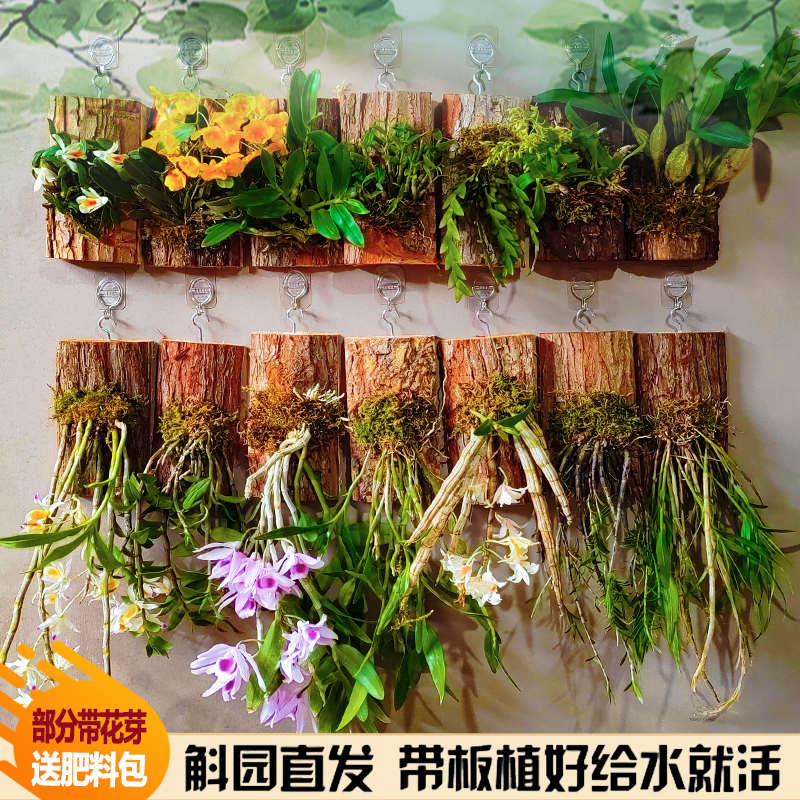 石斛兰盆栽带花板植石斛苗洋兰植物绿植铁皮吊兰食用花卉好养室内