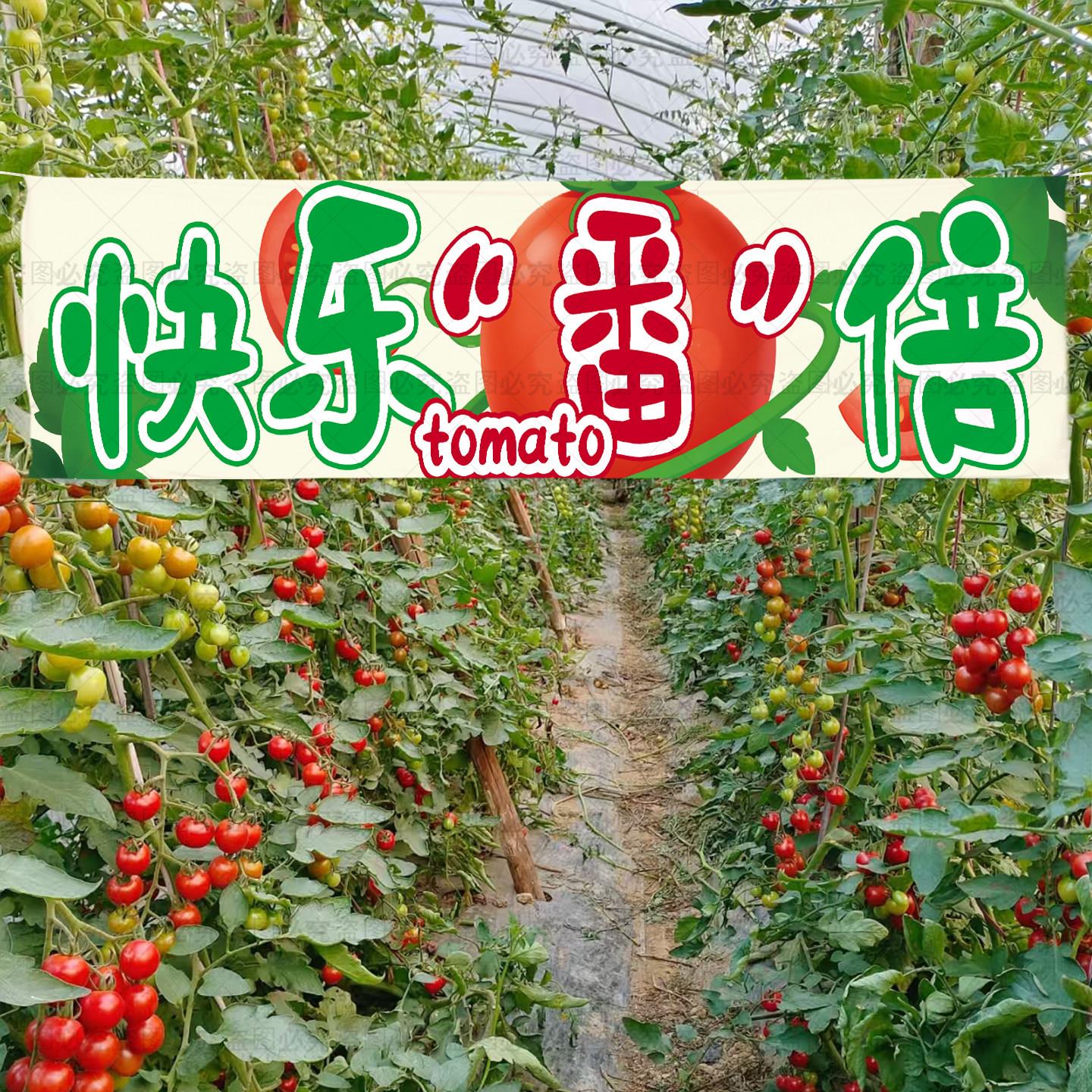 定制番茄采摘挂布农场户外田园风招牌横幅氛围装饰布置墙面背景布