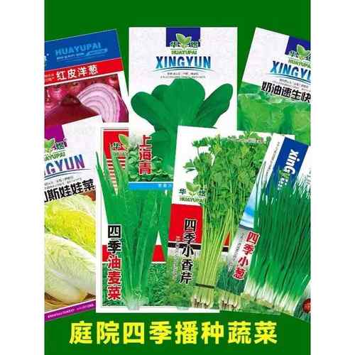 蔬菜种子四季播种盆栽园艺用品阳台庭院香菜黄瓜萝卜生菜葱菠菜籽