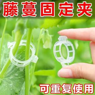 Trellis clips for securing seedlings, grape vines, vegetable