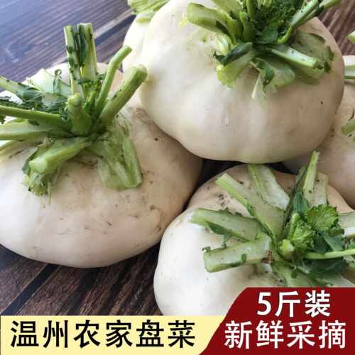 温州特产盘菜新鲜采摘农家盘菜头 大头菜扁萝卜现摘现发5斤装包邮