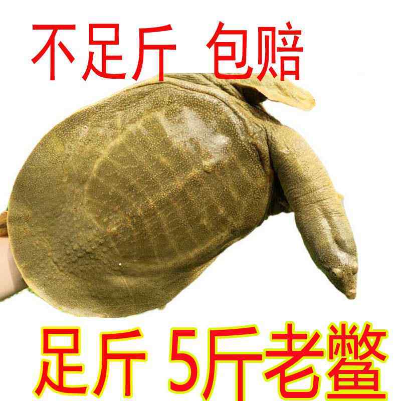 足斤青黄色外塘公甲鱼活体鲜活食用水鱼团鱼王八中华鳖水库