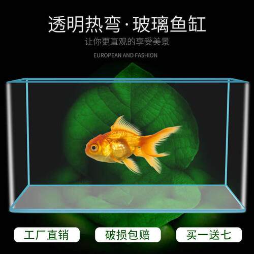 鱼缸客厅小型透明热弯水族箱生态桌面缸玻璃迷你懒人中型夏天简约