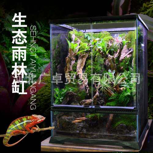 雨林缸雨淋缸生态造景缸热带雨林植物蜥蜴爬宠爬虫守宫饲养箱爬宠