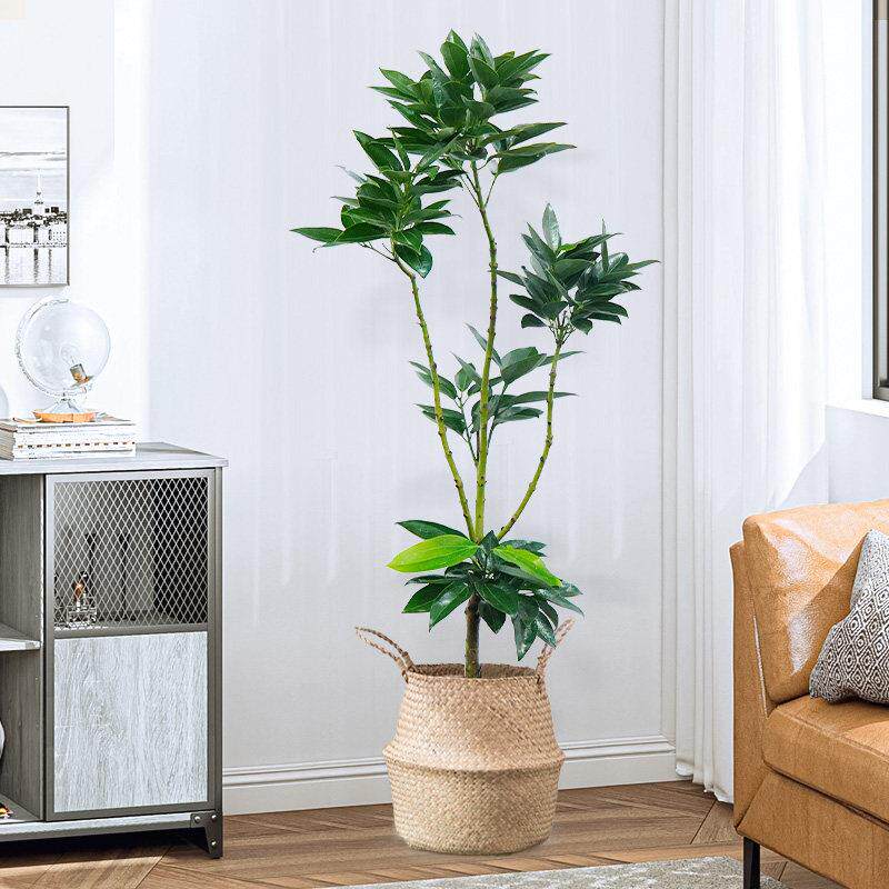 大型老桩造型平安树盆栽绿植元宝树摇钱树室内办公室客厅阳台植物