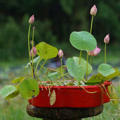 小微型碗莲种藕带花苞成品苗小荷花苗藕种藕鞭室内外观赏水培植物