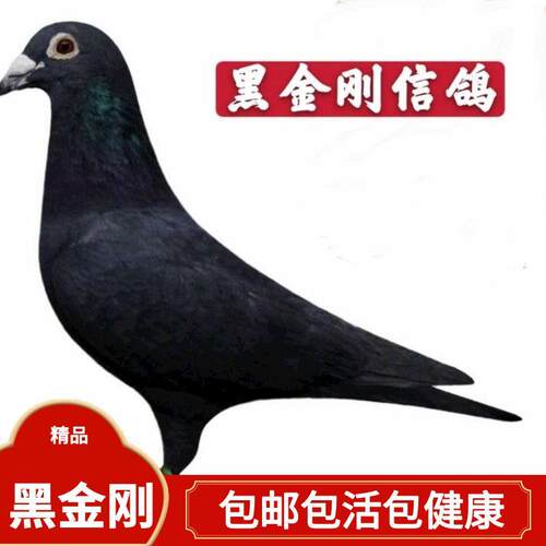 【黑金刚信鸽】鸽子活体公母一对黑色赛鸽家飞鸽宠物小鸟种鸽幼鸽